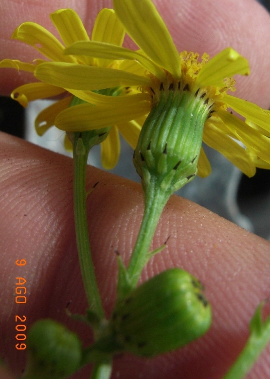Senecio squalidus subsp. rupestris/ Senecione delle rupi